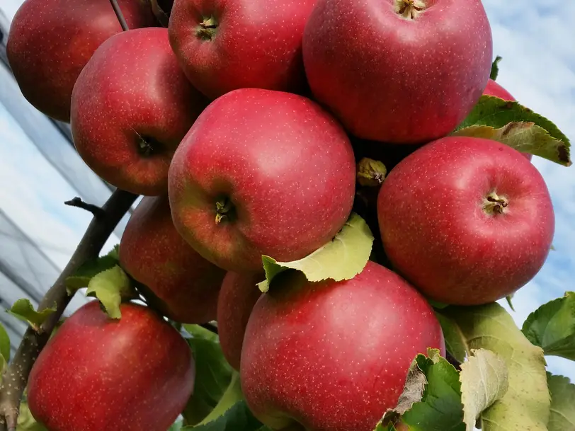 Obstbau Otto Feierabend in Friedrichshafen